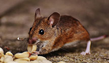 24 Hour & Emergency Exterminators in Pennsdale, PA